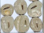 Lot: Real Fossil Plesiosaur Teeth In Matrix - Pieces #119619-2